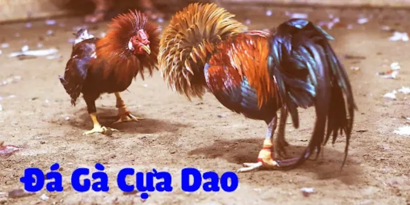 Đá gà cựa dao